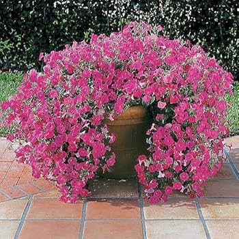 ♡ Petunia New petunia colors for 2025: Ray™️ Shadow is compact in
